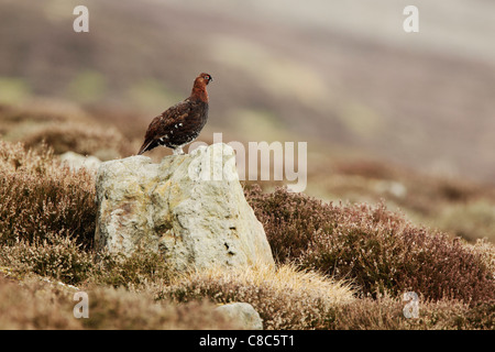 Red grouse male (Lagopus lagopus scotica) standing on top of a boulder Stock Photo