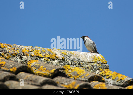 House sparrow (Passer domesticus) male perched on the ridge of a tiled roof against a blue sky Stock Photo