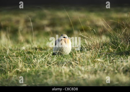 Wheatear (Oenanthe oenanthe) male on rough grassland Stock Photo