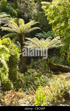 Tree ferns in the Jungle Garden at Lost Gardens of Heligan UK Stock Photo