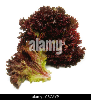 Red Lollo Rosso lettuce Stock Photo