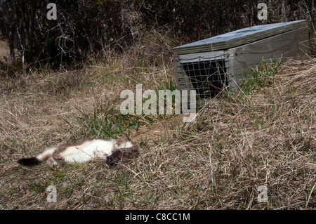 Stoat killed by trapping in Kahurangi National Park in New Zealand.  Ein totes Hermelin vor einer Falle in Neuseeland. Stock Photo