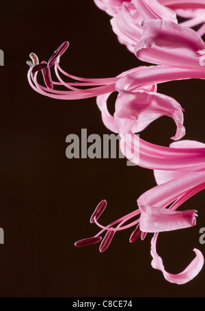 Cape Flower, Guernsey Lily or Japanese Spider Lily, Nerine bowdenii - autumn-flowering bulb from South Africa. Stock Photo