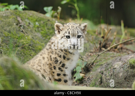 snow leopard - cub / Uncia uncia Stock Photo