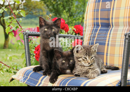 domestic cat - three kittens (51 days) on chair Stock Photo