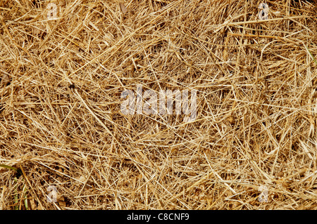 straw background Stock Photo