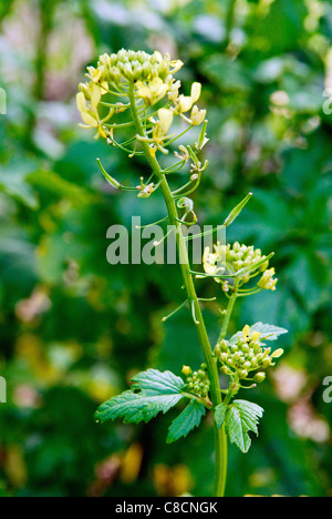 White mustard plant Stock Photo