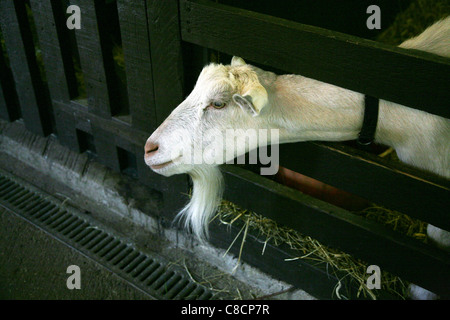 Inquisitive goat at the Abbotsbury Childrens Farm. Stock Photo