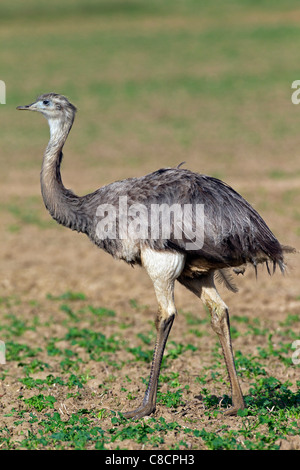 Greater Rhea (Rhea americana), female native to South America Stock Photo