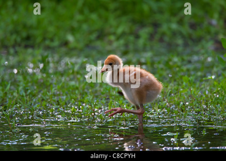 Common Crane / Eurasian Crane (Grus grus) 10 day old chick walking along pond, Germany Stock Photo