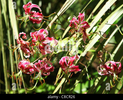 Turk's cap lily (Lilium martagon) Stock Photo