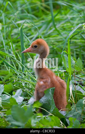 Common Crane / Eurasian Crane (Grus grus) 10 day old chick, Germany Stock Photo