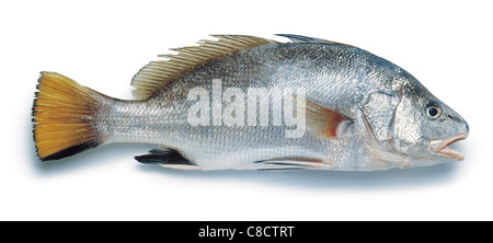 Red snapper Stock Photo