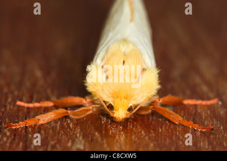 male Ghost Moth (Hepialus humuli) Stock Photo