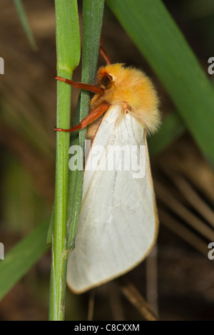 male Ghost Moth (Hepialus humuli) Stock Photo