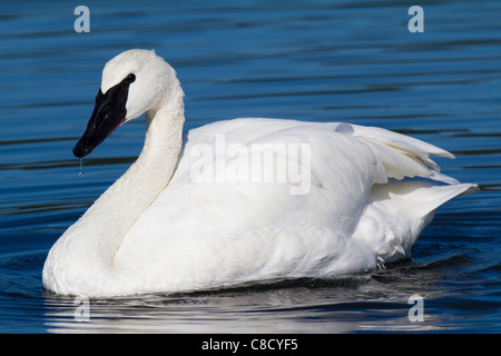 adult Trumpeter Swan (Cygnus buccinator) swimming in a lake Stock Photo
