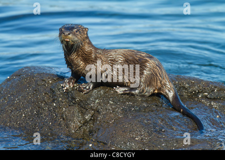 American River Otter (Lontra canadensis) standing on a rock at the water's edge