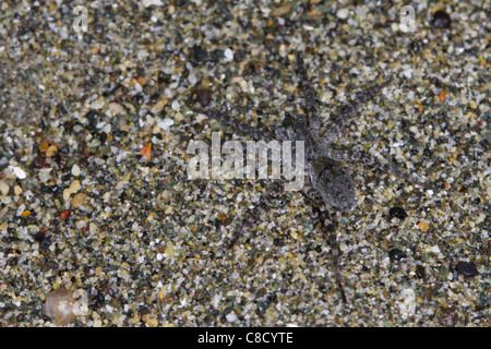 camouflaged grey wolf spider (Pardosa sp.) on a sandy beach Stock Photo