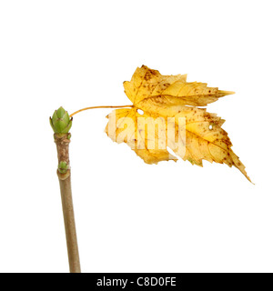 New bud and dead Autumn leaf of a sycamore tree Stock Photo