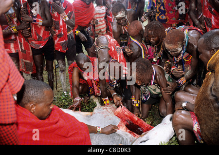 Lolgorian, Kenya. Eunoto coming of age ceremony; moran Maasai warrior drinking the blood of a scrificed bull. Stock Photo