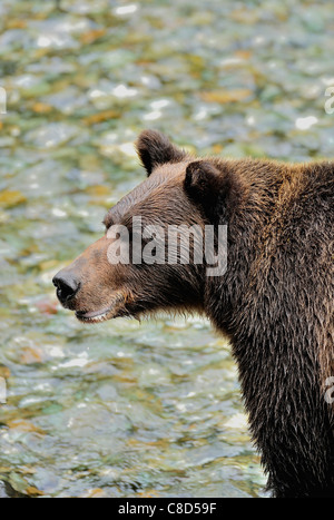 A grizzly scans the water of a clear stream for spawning salmon. Stock Photo