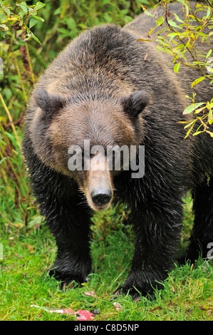 An adult grizzly bear making eye contact standing over some half eaten salmon Stock Photo