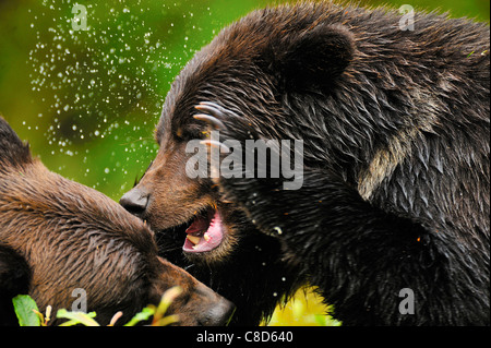 Grizzly bears fighting, playing being aggressive with each other.
