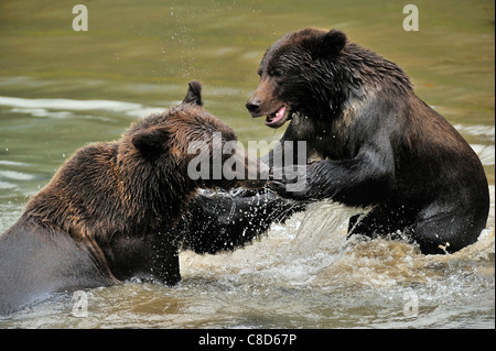 A mother grizzly bear aggressively playing with her cub in water Stock Photo