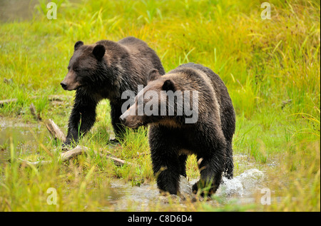 Two grizzly bears walking through the wet grass at the edge of a pond Stock Photo
