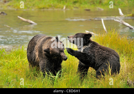 Mother and cub grizzly bears being playfully aggressive Stock Photo