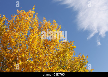 Autumn view of aspen trees, northern Minnesota. Stock Photo