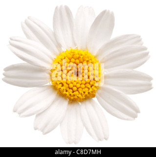 Macro shot of wild camomile over white. Stock Photo