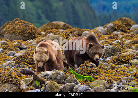 Coastal Grizzly bear searching for food at low tide on the British Columbia Mainland, Canada