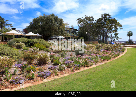 Native Western Australian wildflower display with Fraser's Restaurant in the distance. Stock Photo