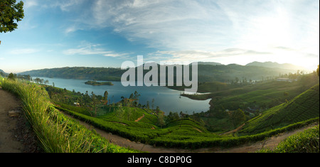 A landscape with tea plantations in Maskeliya, Sri Lanka Stock Photo