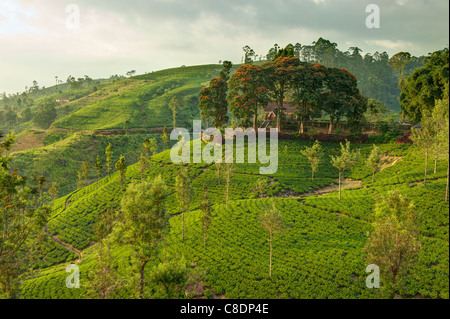 A landscape with tea plantations in Maskeliya, Sri Lanka Stock Photo