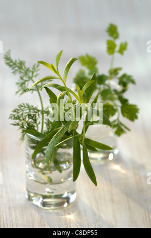 Mixed fresh herbs Stock Photo