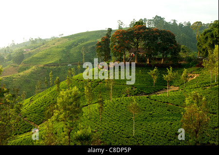 A landscape with tea plantations in Maskeliya, Sri Lanka Stock Photo