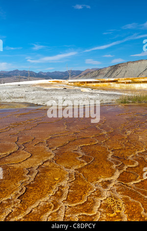 Mammoth Hot Springs is a series of hot springs on a hill of travertine in Yellowstone National Park in Wyoming.  The travertine was created over thousands of years of calcium carbonate deposits coming from the hot springs travel through a fault line in limestone.  The many colors of visible on the terraces are a result of algae growth in the warm pools which are roughly 170 degrees fahrenheit. Stock Photo