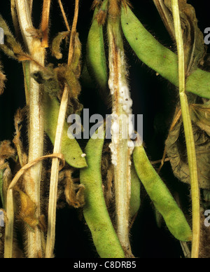 Stem rot Sclerotinia sclerotiorum on dying sunflower plant Stock Photo ...