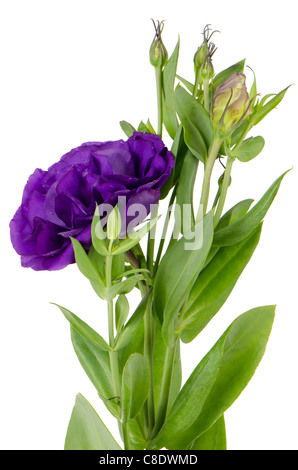 Lacecap Hydrangea (macrophylla normalis) isolated on white background. Stock Photo