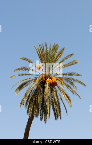 Date Palm, Phoenix dactylifera, Tiznit, Morocco Stock Photo