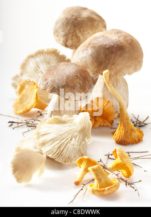 Selection of mushrooms Stock Photo