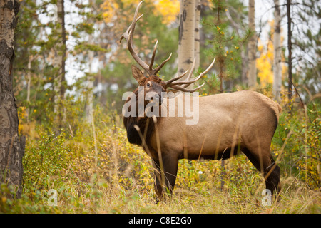 Bull elk during autumn rutting season-Jasper, Jasper National Park, Alberta, Canada. Stock Photo