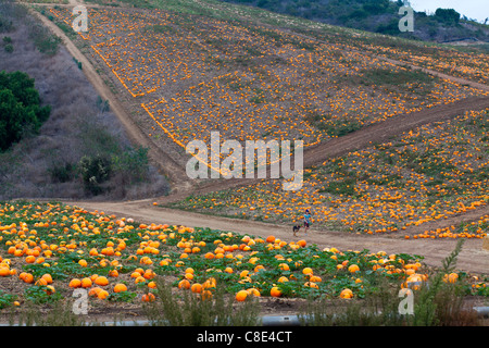 A pumpkin patch near Oxnard California Stock Photo