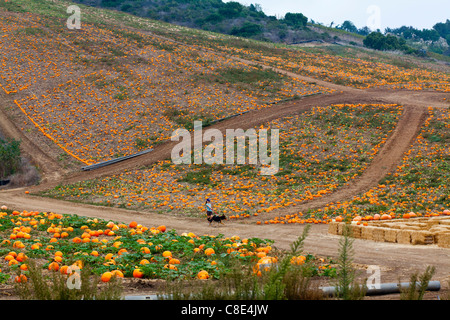 A pumpkin patch near Oxnard California Stock Photo