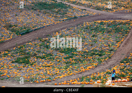 A pumpkin patch near Oxnard California Stock Photo