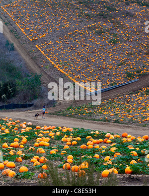 A pumpkin patch near Oxnard California Stock Photo