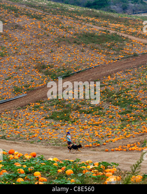 A pumpkin patch near Oxnard California Stock Photo