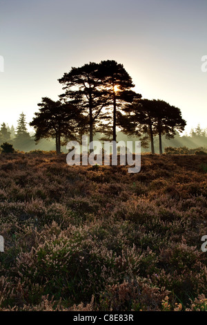 An early morning view of the sun rising behind a group of scot's pine trees on Rockford Common in the New Forest Stock Photo